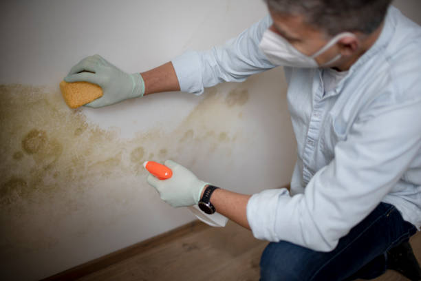 Best Attic Mold Removal  in Zion, IL