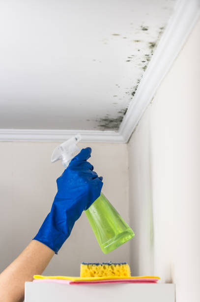 Best Same-Day Mold Removal  in Zion, IL